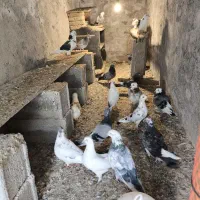 کبوتر فروشی|پرنده|بندر ترکمن, |دیوار