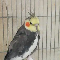 نر و ماده خاکستری