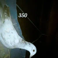 کبوتر ملقی|پرنده|سراوان, |دیوار