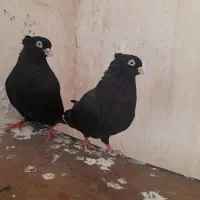 زاغ|پرنده|ایذه, |دیوار