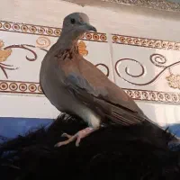 مجسمه‌کبوتر خا ن گی