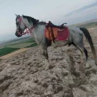 نریون ۷سال