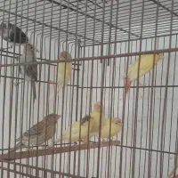 قناری قیمت مناسب