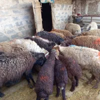 میش|حیوانات مزرعه|نیشابور, مازول|دیوار