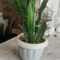 گل سانسوریا