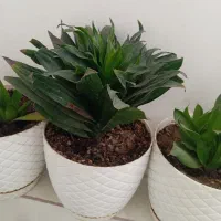 دراسنا کامپکت