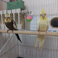 عروس هلندی سخن گو با ۴ جوجه|پرنده|تهران, گلستان (شهرک راه آهن)|دیوار