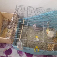 پدر آلبیونو ومادر لوتیتو با دوجوجه دانه خور