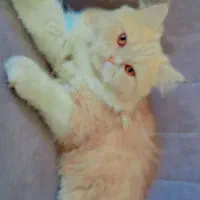 گربه پرشین