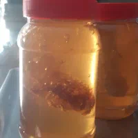 عسل کلی جزئی|خوردنی و آشامیدنی|مشهد, گلبرگ شمالی|دیوار