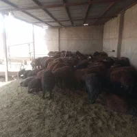 کارگر برای راننده تراکتورچوپانی یا نگهداری گوسفند