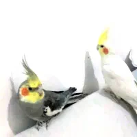 جفت عروس هلندی