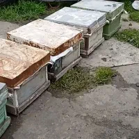 کندو  چوبی زنبور عسل