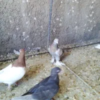 مجموعه.کبوتران.خون.خالص.پاک|پرنده|شیراز, سلطان آباد|دیوار