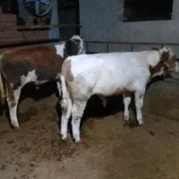 فروش گوساله درجه یک