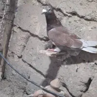 کبوتر