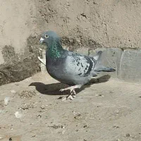 کفتر|پرنده|خوسف, |دیوار