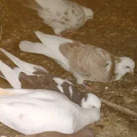 خریدار کفتر کبوتر باخت رفته خواهشن متن کامل بخوان|حیوانات|نظرآباد, شهرک سید جمال الدین|دیوار