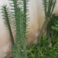گل خورشیدی و کاکتوس|گل و گیاه طبیعی|رشت, پل تالشان|دیوار