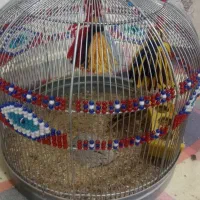 سهره خاکی معاوضه با پرنده|پرنده|آبپخش, |دیوار