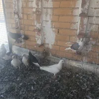 جوجه