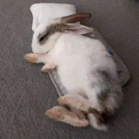 خرگوش بازی گوش ۲۵۰|موش و خرگوش|سبزوار, فیاض|دیوار