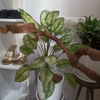 ب دلیل  مهاجرت|گل و گیاه طبیعی|مریوان, |دیوار