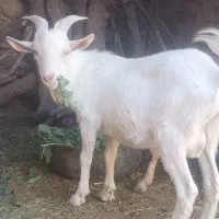 بزغاله نرسانن فروشی|حیوانات مزرعه|قهستان, |دیوار