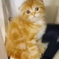 واگذاری گربه اسکاتیش