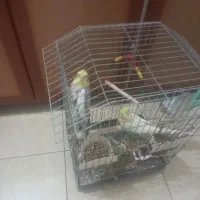 عروس هلندی جفتی نرناده|پرنده|اوز, |دیوار