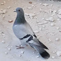پرنده