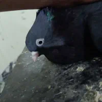 زاغ و شیخی و سر سپیک