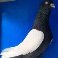 فروش کبوتر سینه ای