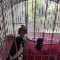 عروس هلندی|پرنده|تنکابن, |دیوار