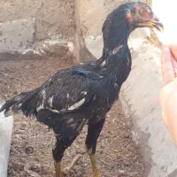 لاری|حیوانات مزرعه|برخوار, |دیوار