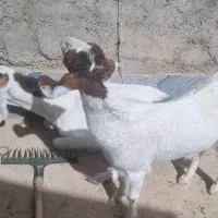 بز پاکستانی