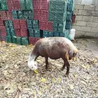 گوسفند ابست|حیوانات مزرعه|آزادشهر, |دیوار