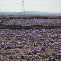فروش زمین کشاورزی - استخر پرورش ماهی روستای کسکن
