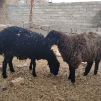 بره‌ماده