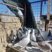 دسته پلاکی|پرنده|شیراز, کوشک میدان|دیوار