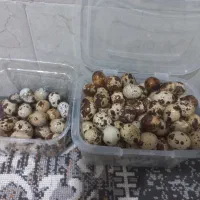 تخم بلدرچین نطفه دار و خوراکی ۵۰۰۰