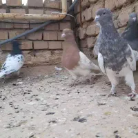 کبوتر|پرنده|آباده, |دیوار