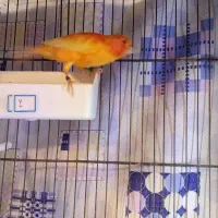 جفت قناری قرمز|پرنده|تبریز, |دیوار