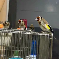 همه مدل سهره و سهره قناری