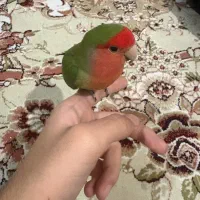 طوطی برزیلی رامشده و باهوش