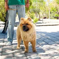 فروشی سگ چائو چائو