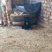 واگذاری توله سگ