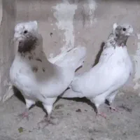 یک جفت ماه رو|پرنده|تهران, والفجر (افسریه)|دیوار