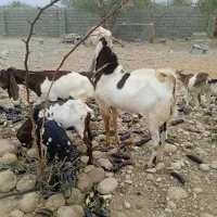 نری پاکستانی|حیوانات مزرعه|قلعه قاضی, |دیوار