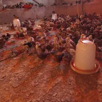 جوجه ۱ ماهه فوقالعاده سرحال